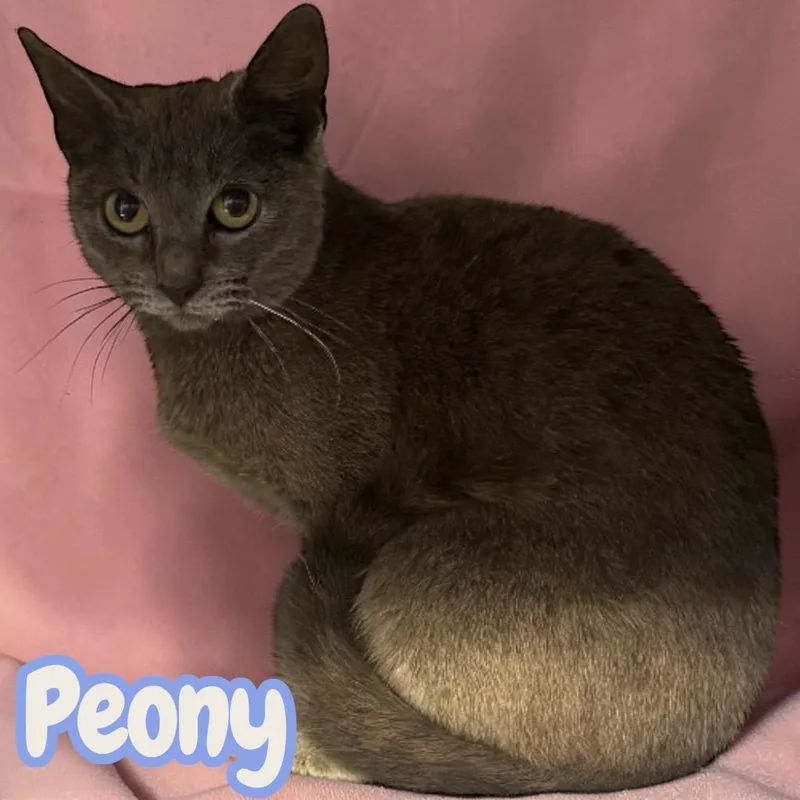 A young medium-sized female Domestic Short Hair cat named Peony for adoption in Sorrento, LA