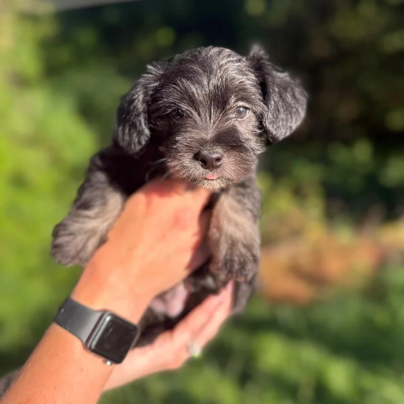 A baby small-sized male Black Terrier dog named Trevor for adoption in Newberg, OR