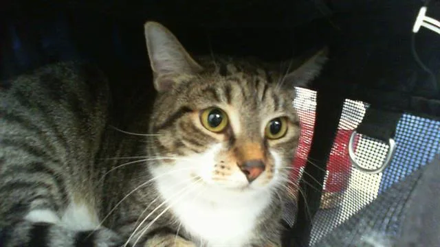 An adult large-sized female Domestic Short Hair cat named Lola for adoption in Charlotte, NC