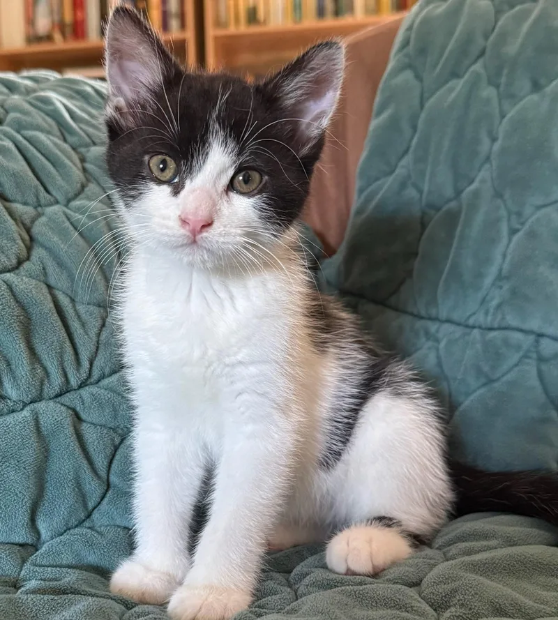 A baby medium-sized male White Domestic Short Hair cat named Judo for adoption in Lexington, KY