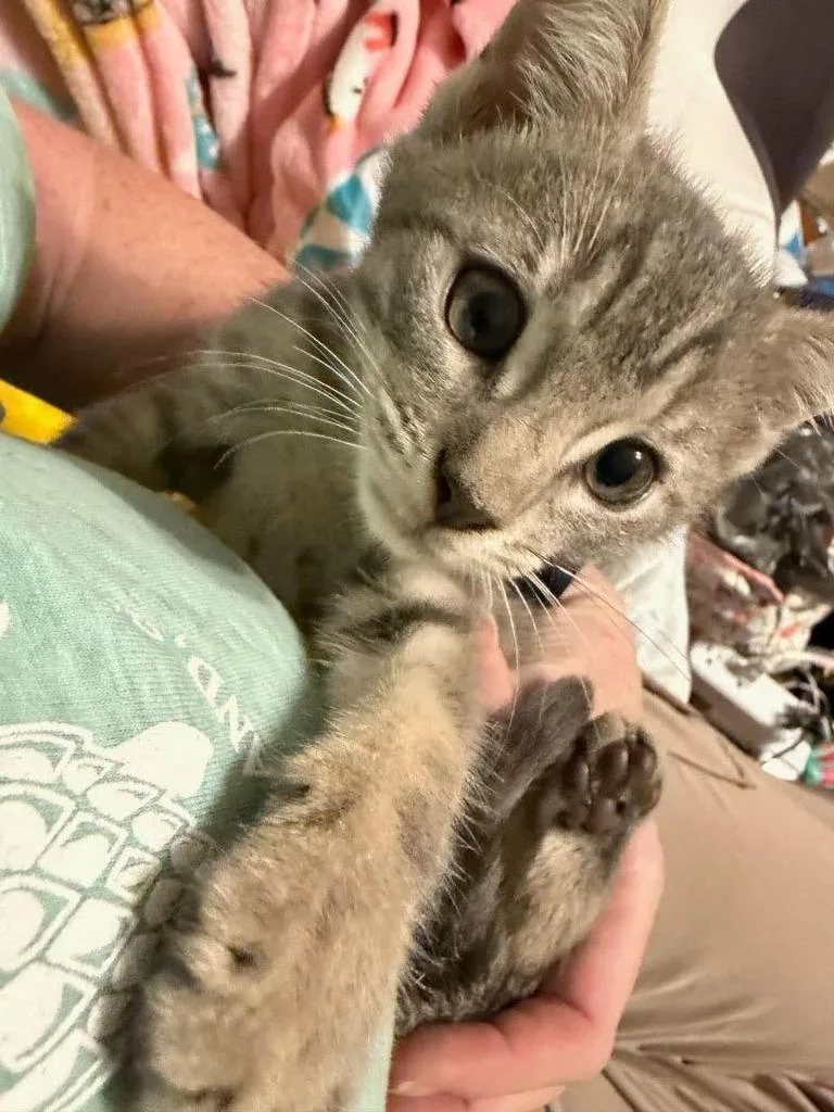 A baby medium-sized male Domestic Short Hair cat named Stephen for adoption in Hoover , AL