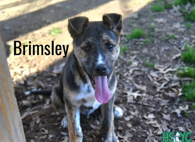 Brimsley thumbnail 3