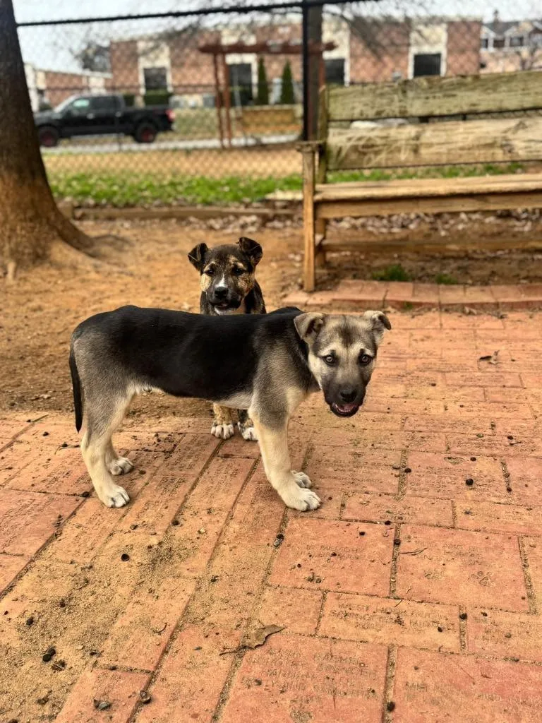 Brimsley thumbnail 4