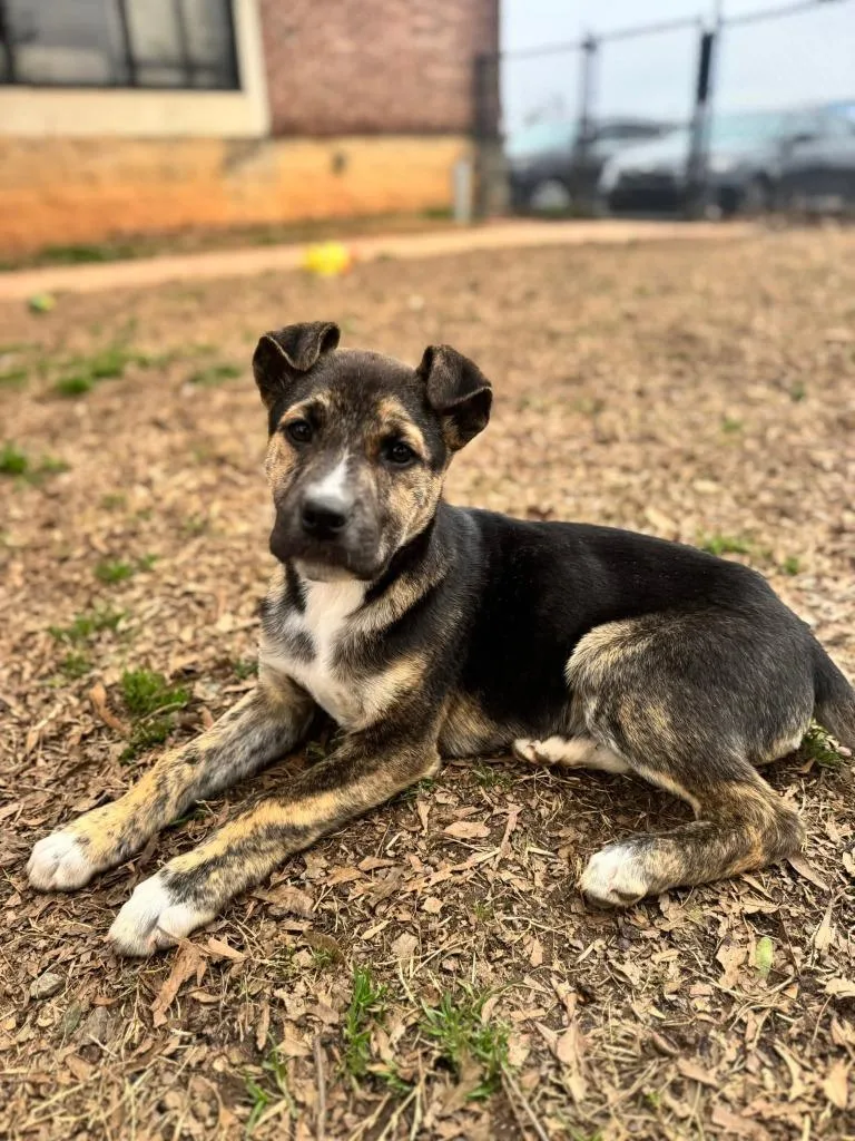 Brimsley thumbnail 5