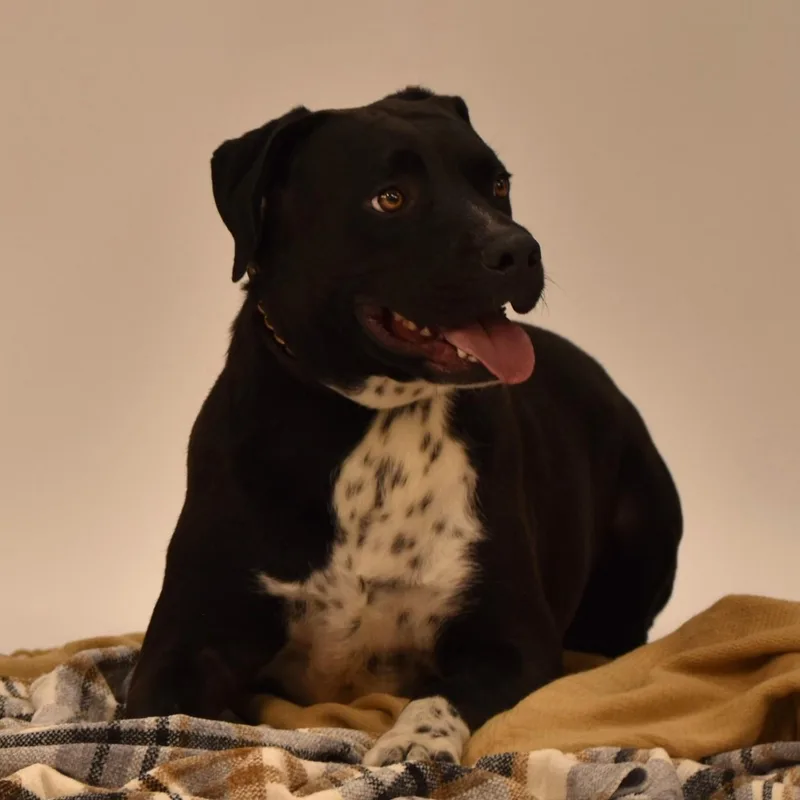 An adult medium-sized male Black Labrador Retriever dog named Elijah for adoption in Wharton, TX