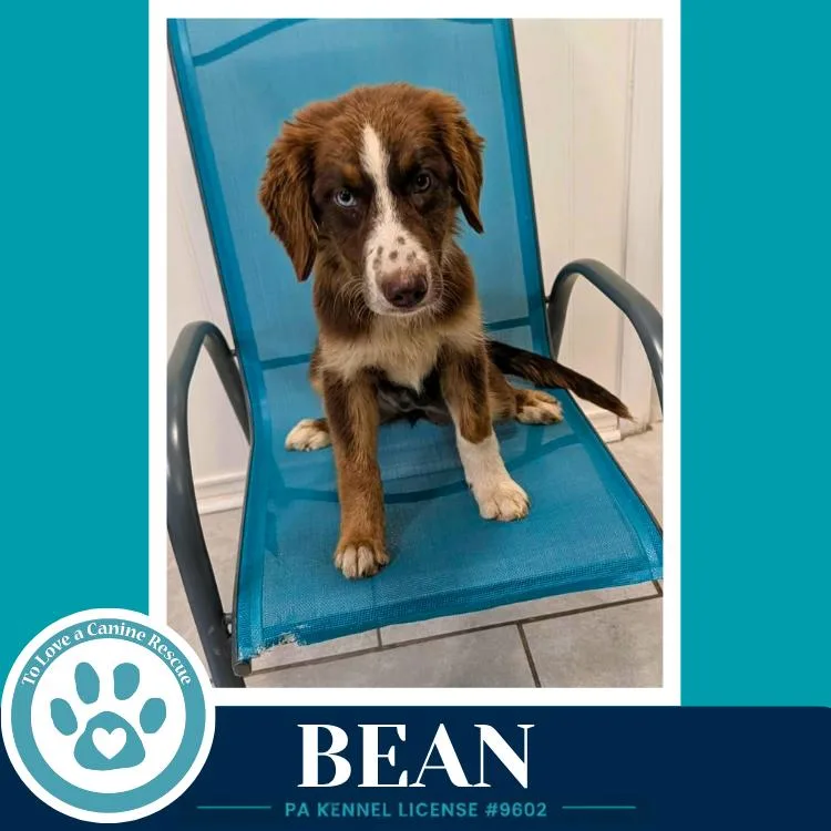 A baby medium-sized female Australian Shepherd dog named Bean for adoption in Kimberton, PA