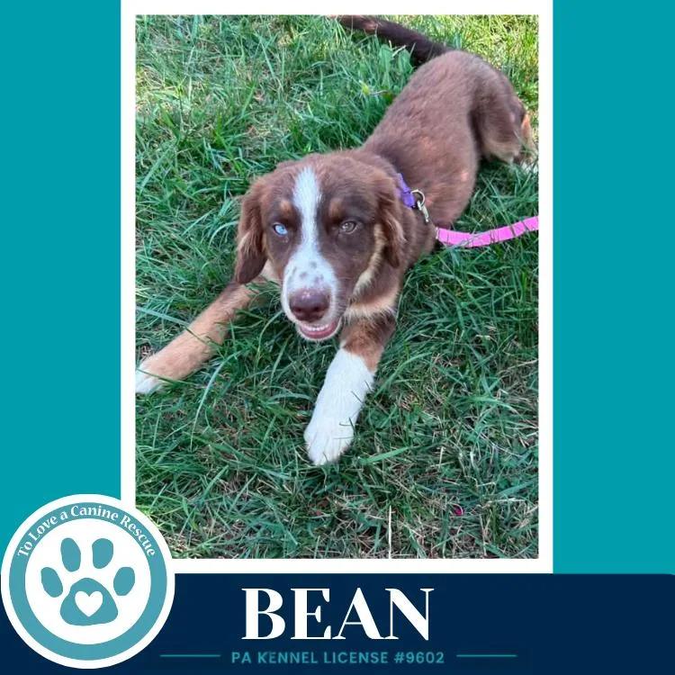 Bean thumbnail 2