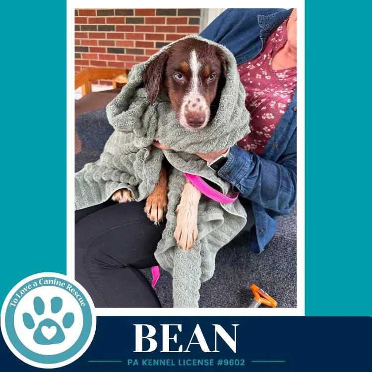 Bean thumbnail 3