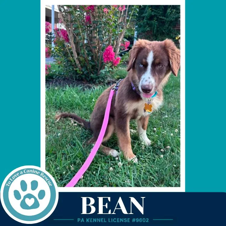 Bean thumbnail 5