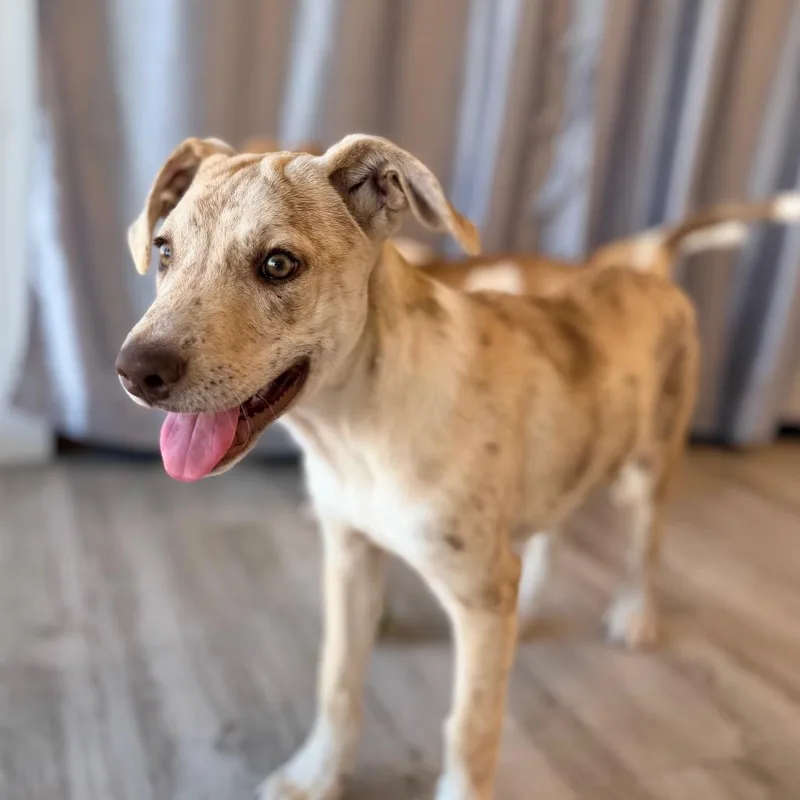 A baby large-sized male Catahoula Leopard Dog dog named Luka for adoption in Green Bay, WI