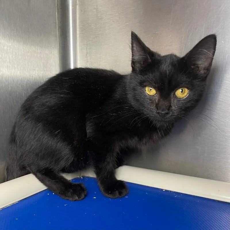 A young medium-sized male Domestic Short Hair cat named Dash for adoption in Roanoke, VA