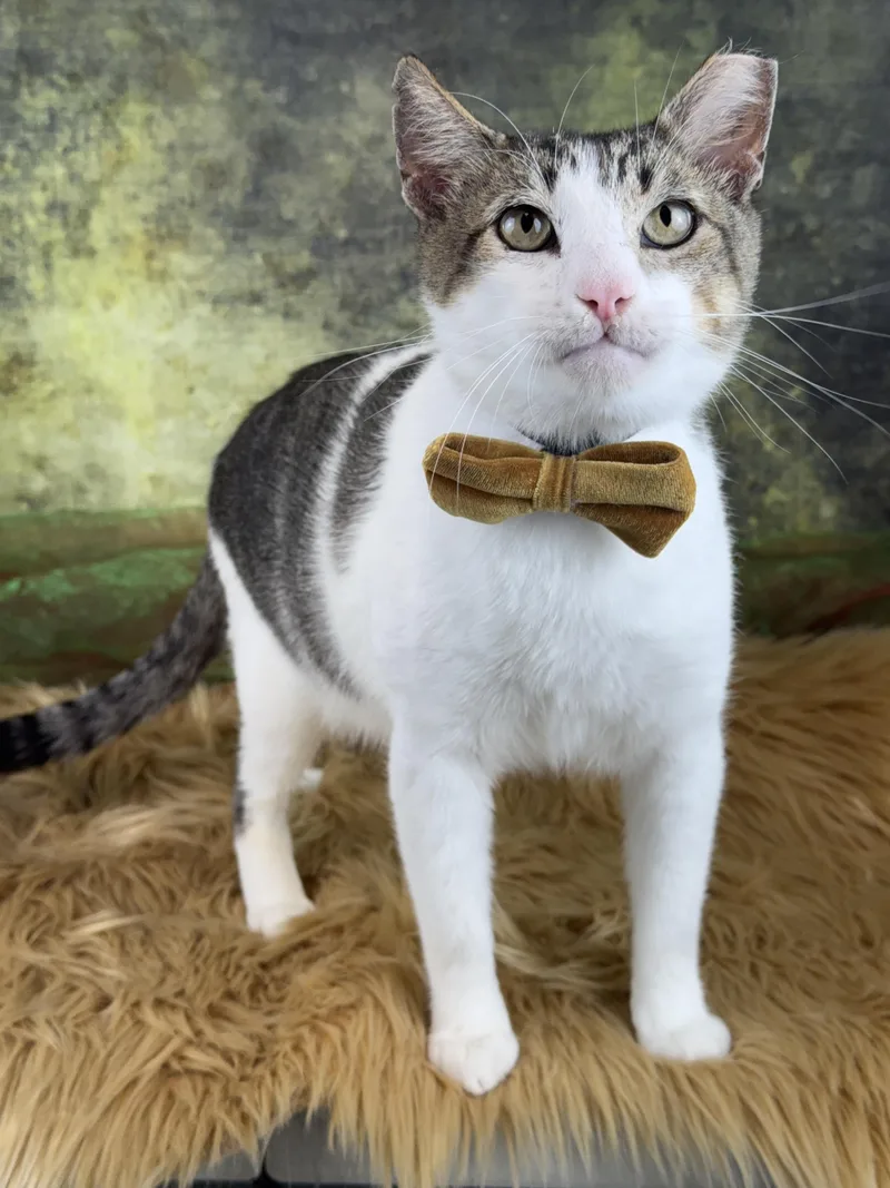 A young large-sized male Tabby (Gray / Blue / Silver) Tabby cat named Astro for adoption in Houston, TX