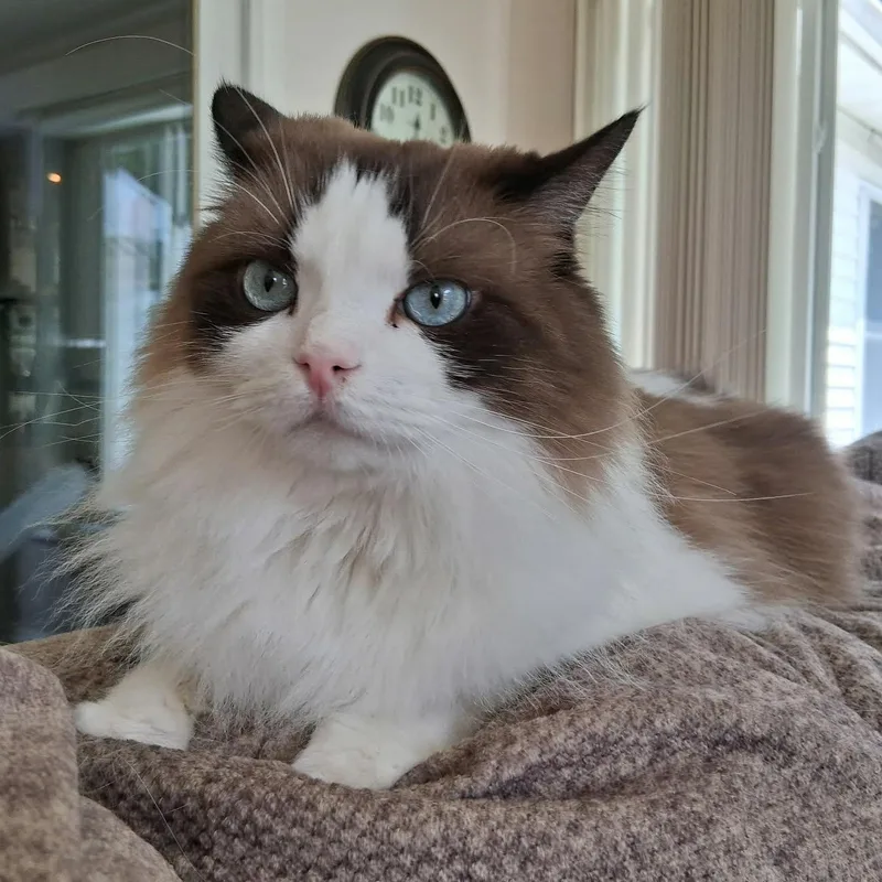 An adult large-sized female Ragdoll cat named Carter for adoption in Hilton, NY