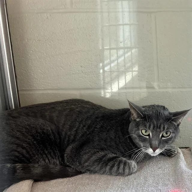 An adult medium-sized female Domestic Short Hair cat named Molly for adoption in Methuen, MA