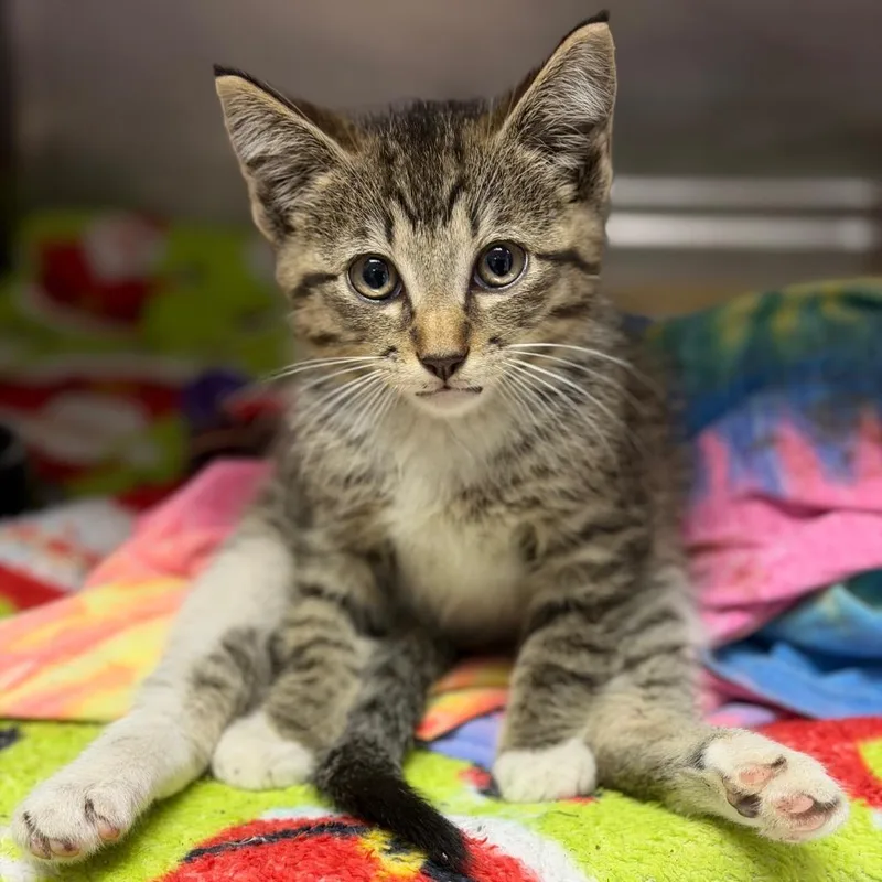 A baby small-sized male Brown / Chocolate Domestic Short Hair cat named Fidgit for adoption in Fort Smith, AR