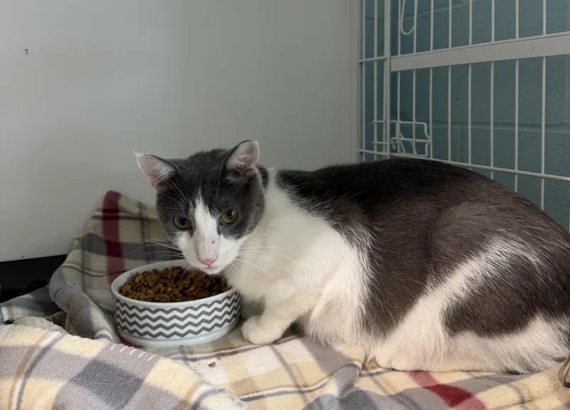 An adult medium-sized male Domestic Short Hair cat named Scooter for adoption in Warren, OH