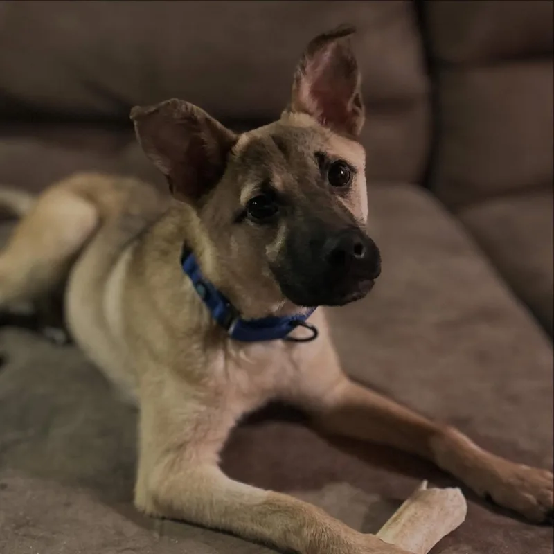 A baby medium-sized male Yellow / Tan / Blond / Fawn Shepherd dog named Rocket for adoption in West Falls, NY