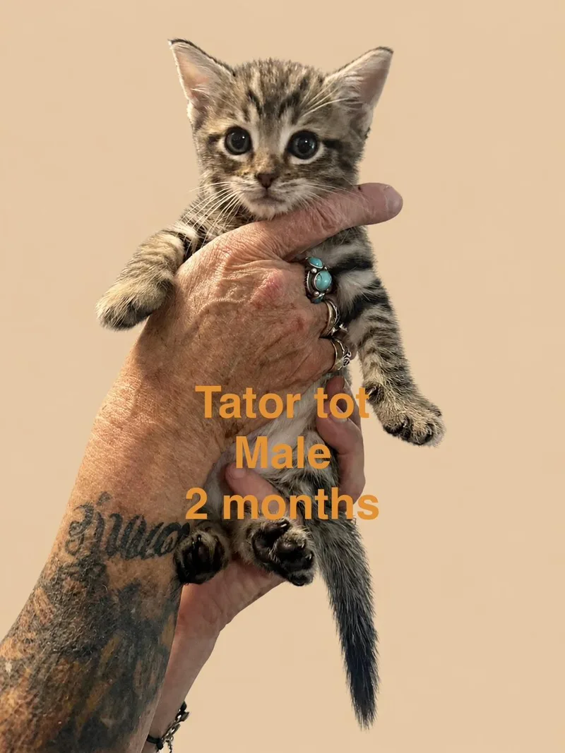 A baby medium-sized male Tabby (Brown / Chocolate) Domestic Short Hair cat named Tator Tot for adoption in Magnolia, TX