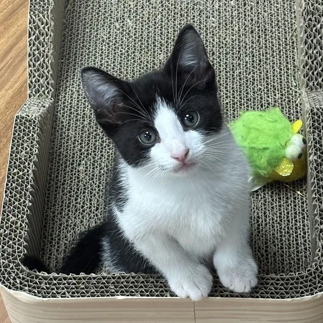 Rocky