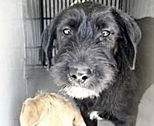 A baby medium-sized female Labrador Retriever dog named A for adoption in Houston, TX