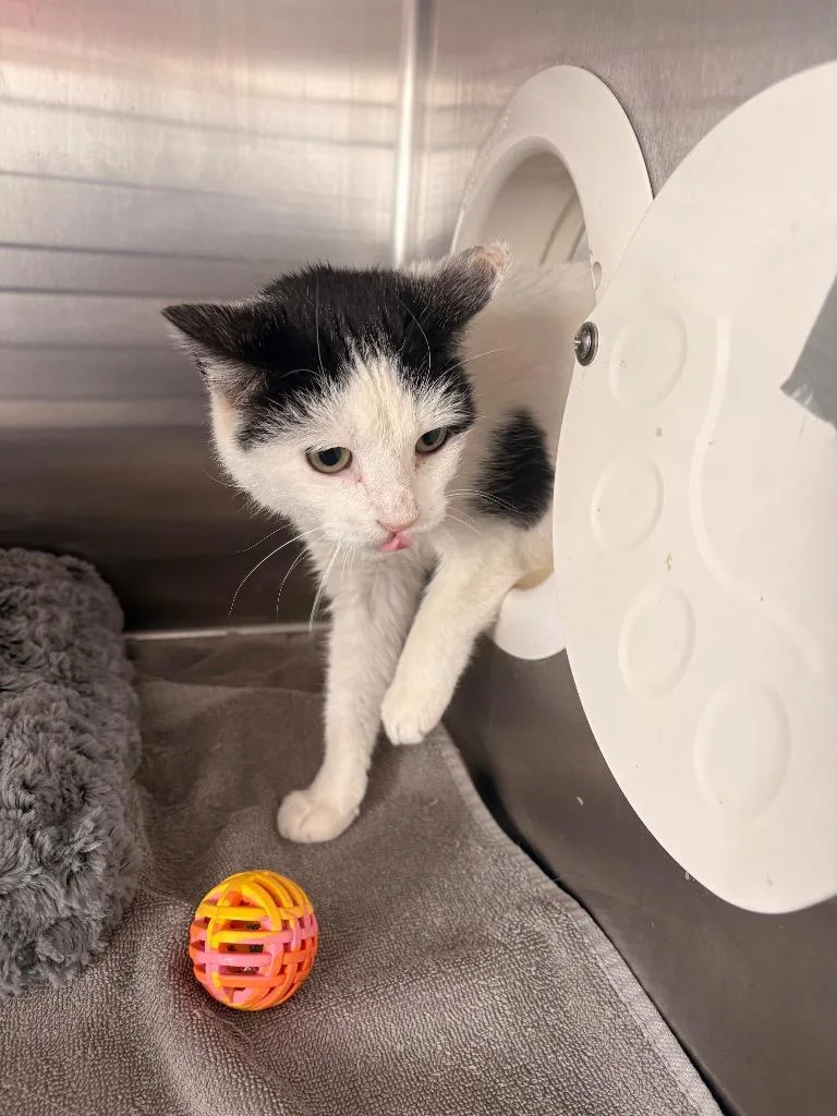 A baby medium-sized female Domestic Short Hair cat named Edith for adoption in Heber City, UT