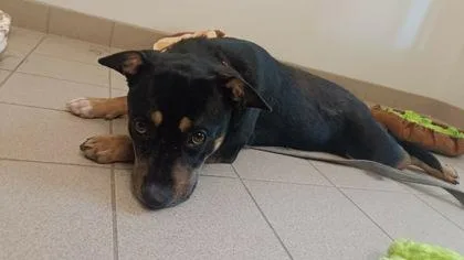 A young small-sized male Mixed Breed dog named Bagel for adoption in Traverse City, MI