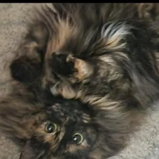 Isabella