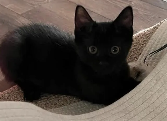 A baby small-sized male Domestic Short Hair cat named Alvin for adoption in Springfield, MA