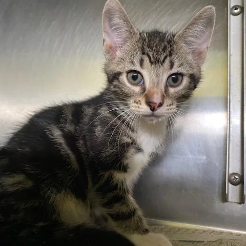 A baby small-sized male Brown / Chocolate Domestic Short Hair cat named Randy Rooster for adoption in Dayton, OH