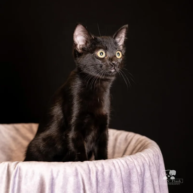 A baby small-sized female Black Domestic Short Hair cat named Jenny for adoption in Calimesa, CA