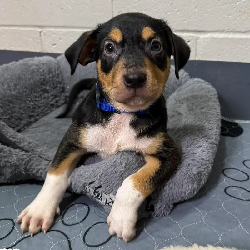 A baby medium-sized male Tricolor (Brown, Black, & White) Pit Bull Terrier dog named Duke for adoption in Browns Mills, NJ