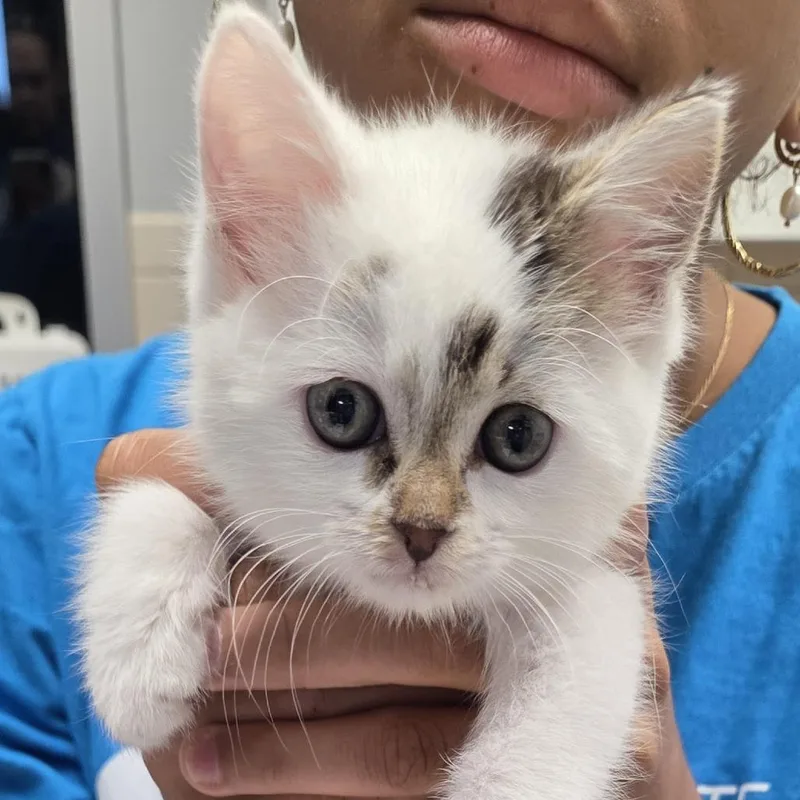 A baby small-sized female White Domestic Medium Hair cat named Sprite for adoption in Camden, DE