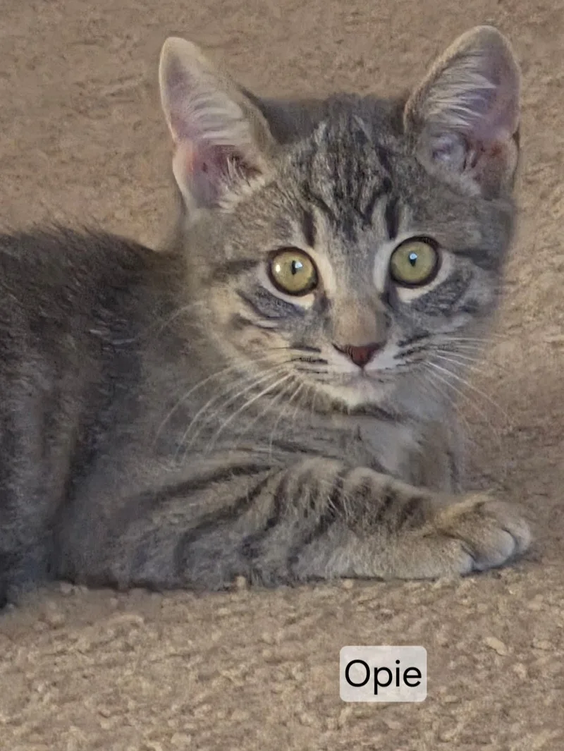 A baby medium-sized male Tabby (Gray / Blue / Silver) Domestic Short Hair cat named Opie for adoption in Gardnerville, NV