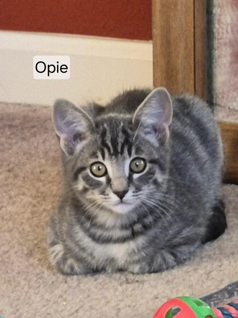 Opie thumbnail 2