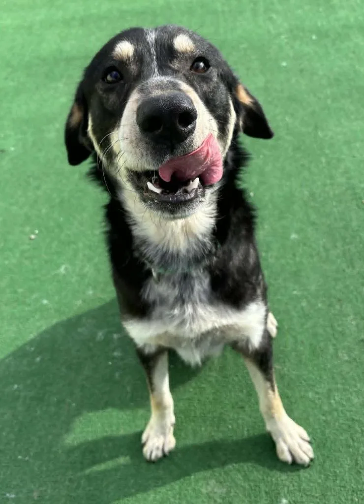 An adult large-sized male German Shepherd Dog dog named Sammy for adoption in Warren, MI