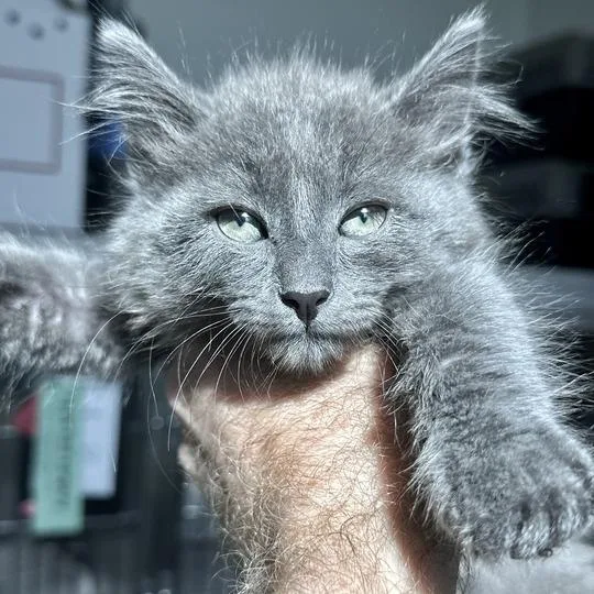 A baby small-sized male Gray / Blue / Silver Domestic Medium Hair cat named Python for adoption in Matteson, IL