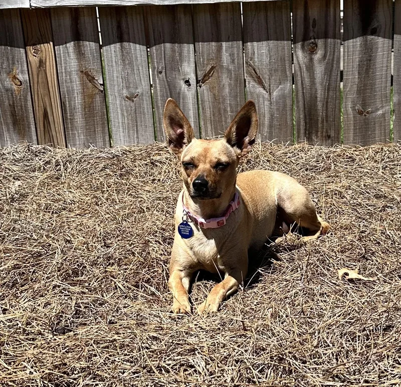 An adult small-sized female Chihuahua dog named Zsa Zsa for adoption in Roswell, GA