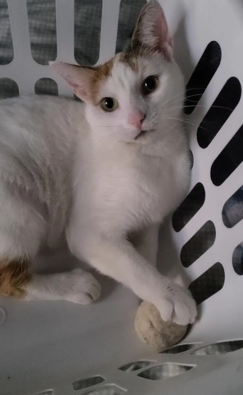 Chanel  Fiv+ thumbnail 2