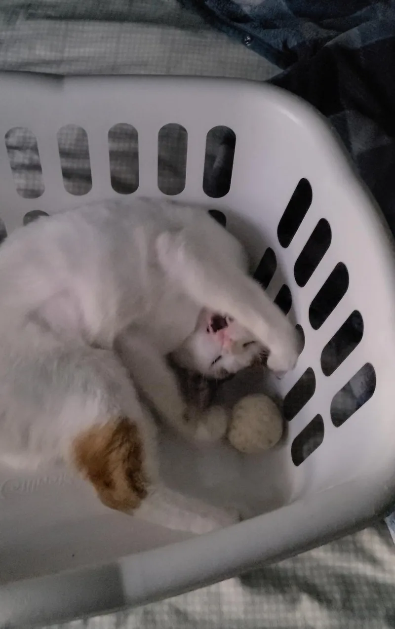 Chanel  Fiv+ thumbnail 3