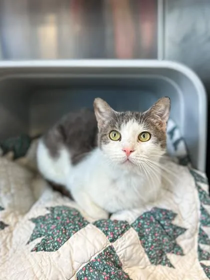 An adult small-sized female Domestic Short Hair cat named Biscuit for adoption in Jamestown, NY