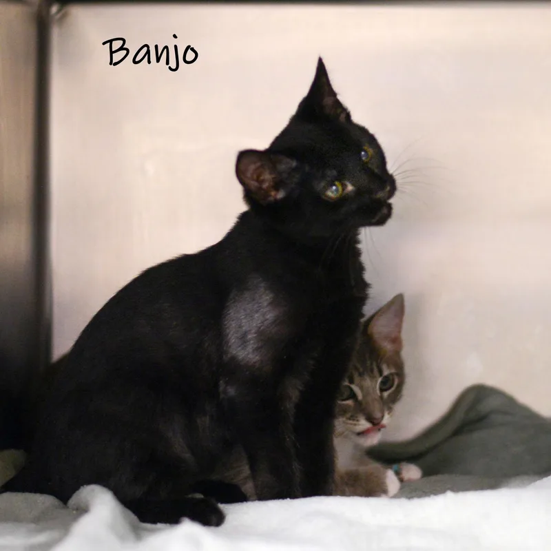 Banjo thumbnail 2