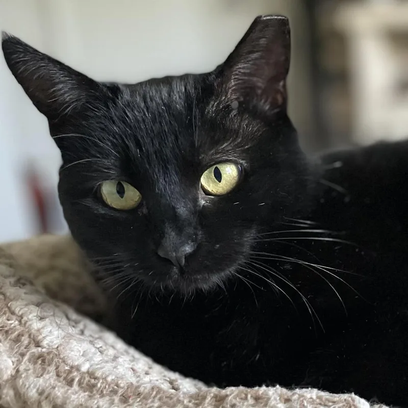 Black Betty thumbnail 2