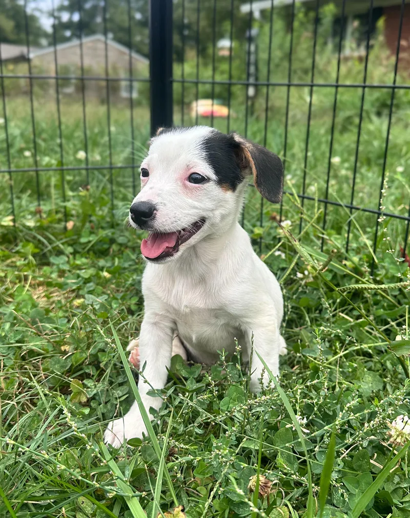 A baby medium-sized female Mixed Breed dog named Macadamia for adoption in Indianapolis, IN