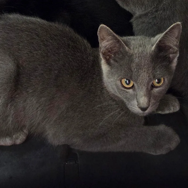 A baby small-sized male Gray / Blue / Silver Domestic Short Hair cat named Zilly for adoption in Chattanooga, TN