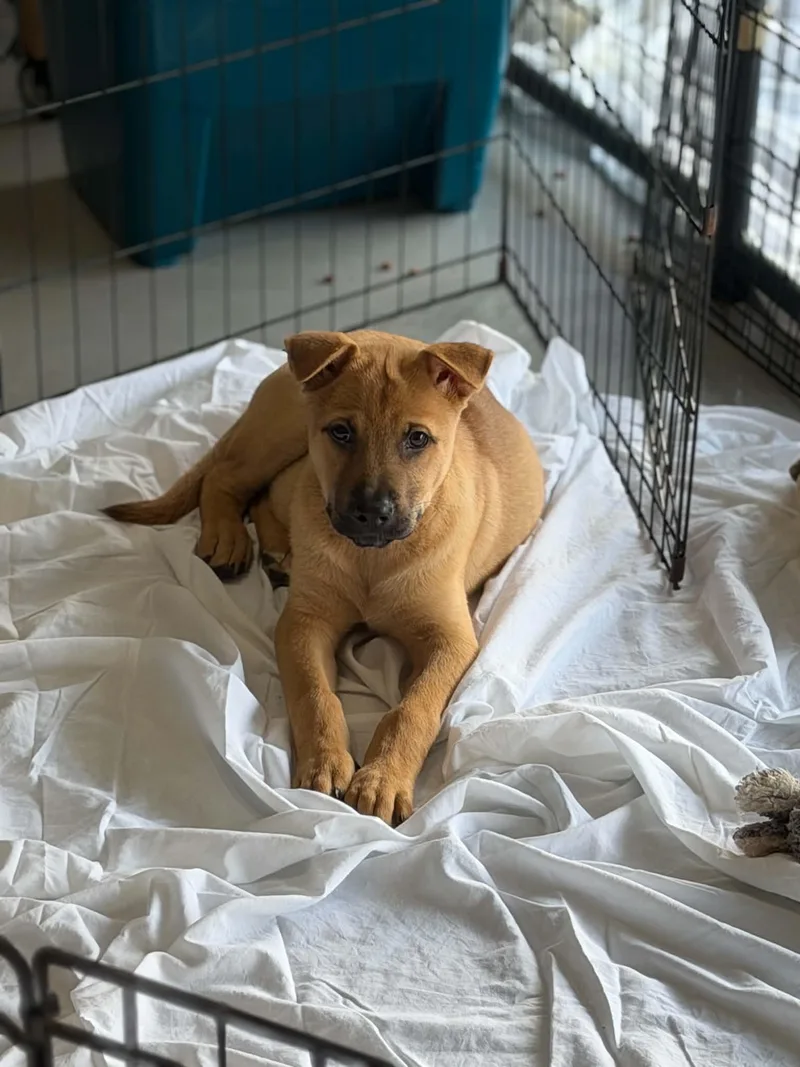 A baby large-sized male Yellow / Tan / Blond / Fawn German Shepherd Dog dog named Zig zag for adoption in Bethlehem, PA