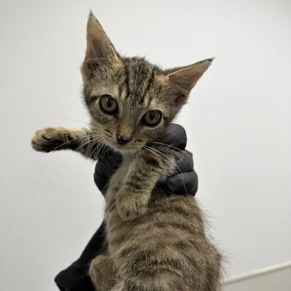 A baby small-sized female Domestic Short Hair cat named Collie for adoption in El Cajon, CA