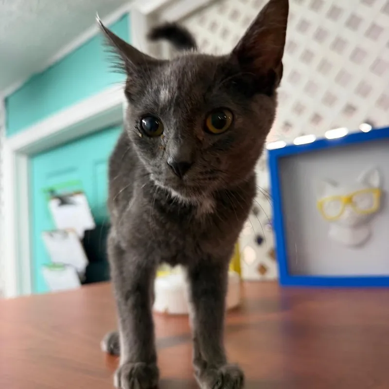 A baby small-sized male Gray / Blue / Silver Domestic Short Hair cat named Simon for adoption in Jefferson city, TN