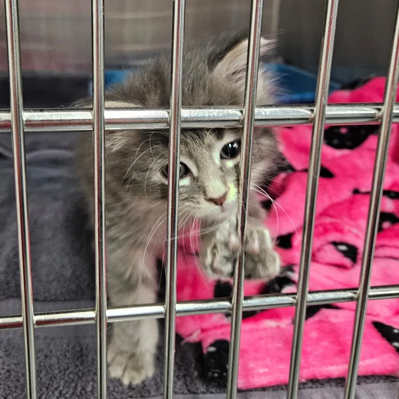 A baby small-sized female Gray / Blue / Silver Domestic Medium Hair cat named Echo for adoption in Montgomery, AL