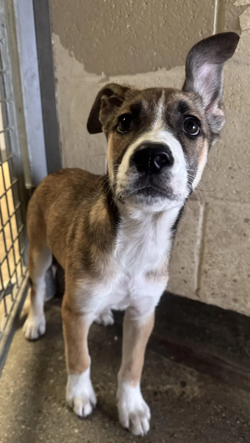 A baby medium-sized male Mixed Breed dog named Sriracha for adoption in Los Angeles, CA