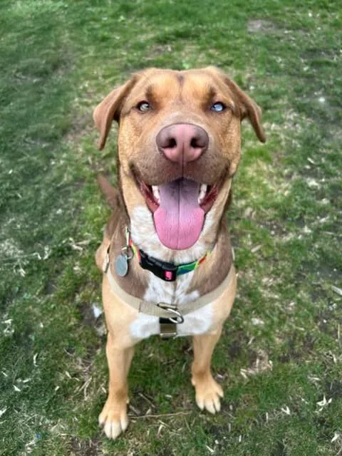 Cheddar